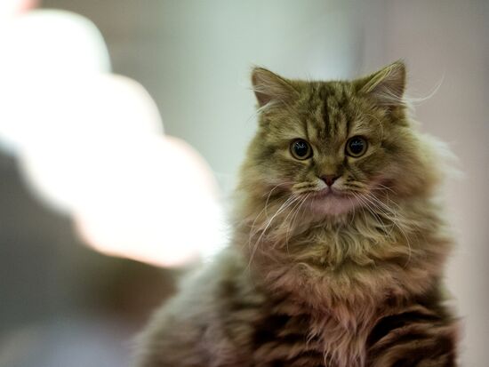 Grand Prix Royal Canin 2013 international cat show