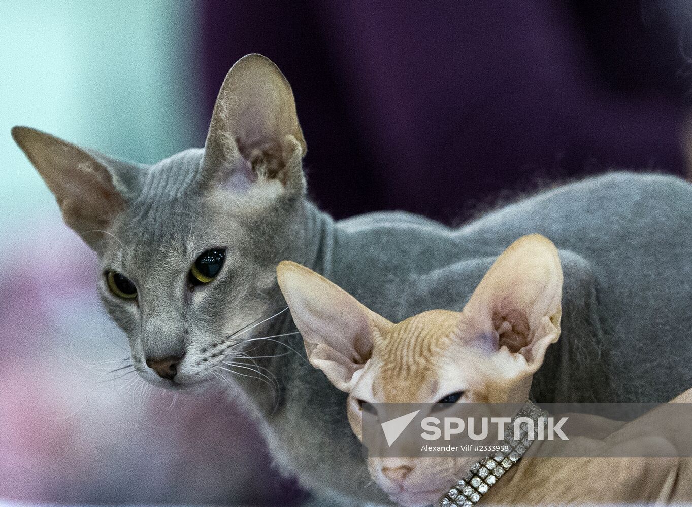 Grand Prix Royal Canin 2013 international cat show