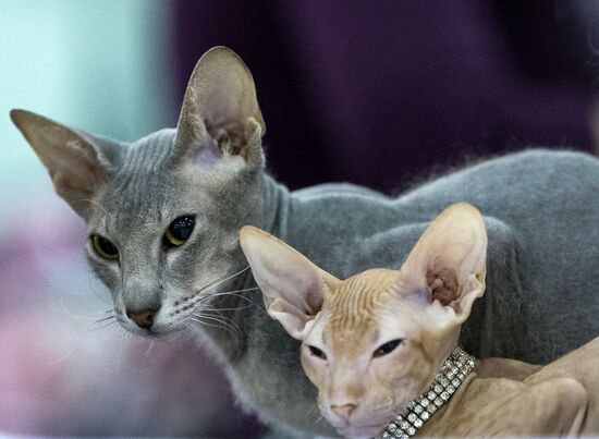 Grand Prix Royal Canin 2013 international cat show