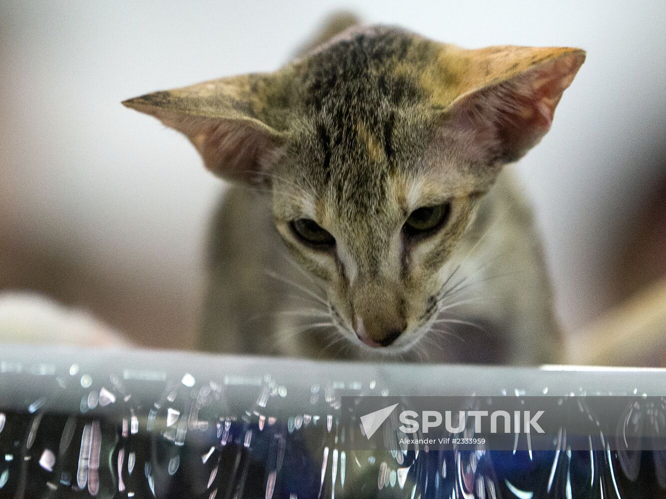 Grand Prix Royal Canin 2013 international cat show