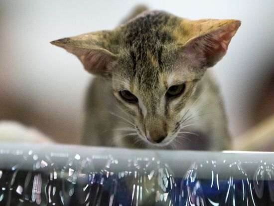 Grand Prix Royal Canin 2013 international cat show