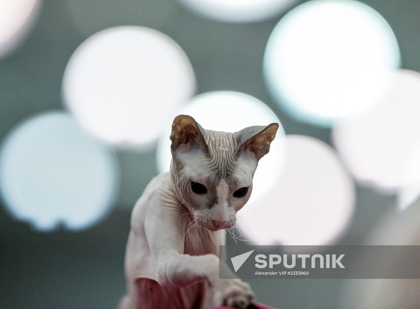 Grand Prix Royal Canin 2013 international cat show