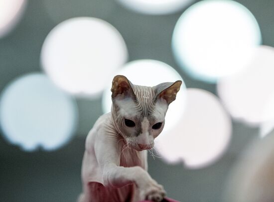 Grand Prix Royal Canin 2013 international cat show