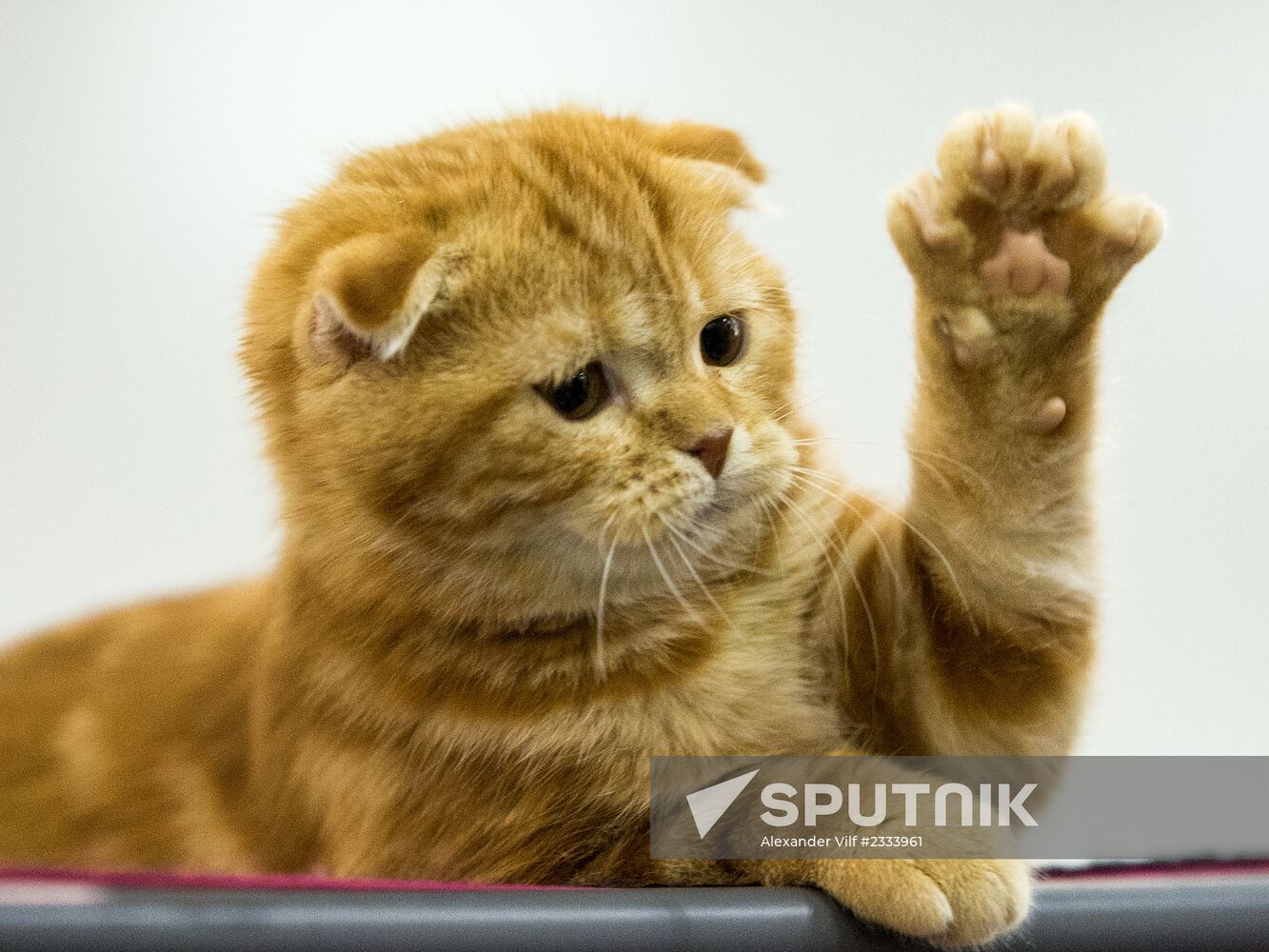 Grand Prix Royal Canin 2013 international cat show