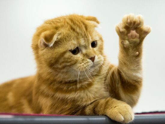 Grand Prix Royal Canin 2013 international cat show