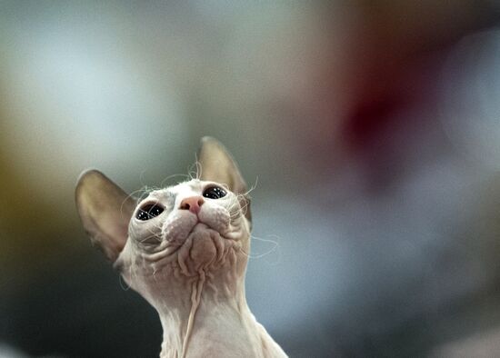 Grand Prix Royal Canin 2013 international cat show
