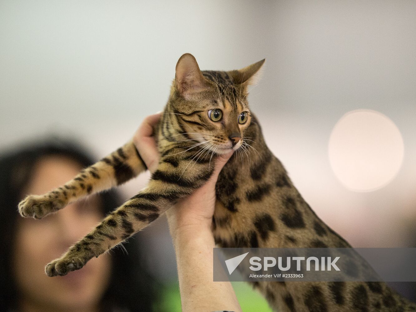 Grand Prix Royal Canin 2013 international cat show