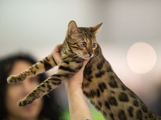 Grand Prix Royal Canin 2013 international cat show