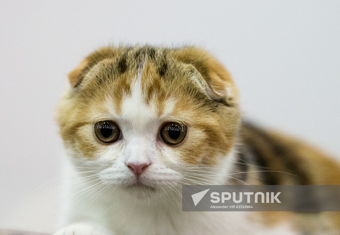 Grand Prix Royal Canin 2013 international cat show