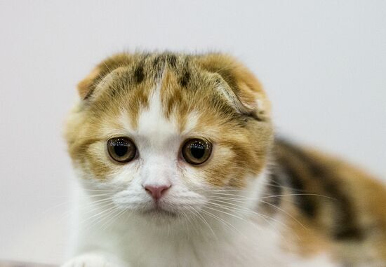 Grand Prix Royal Canin 2013 international cat show