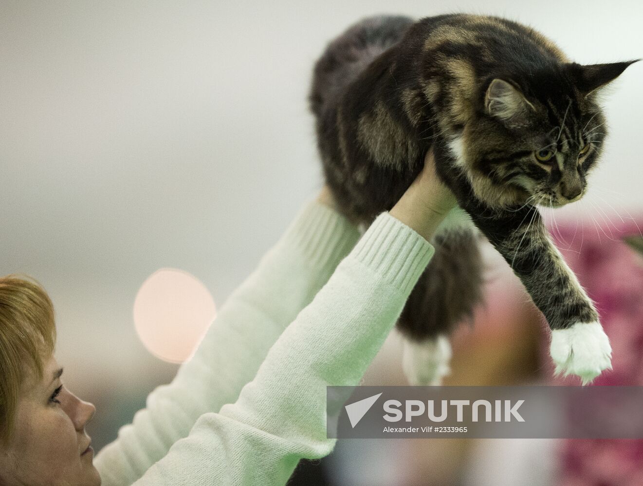 Grand Prix Royal Canin 2013 international cat show