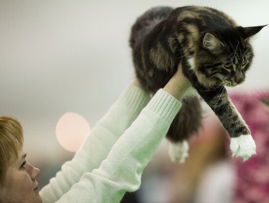 Grand Prix Royal Canin 2013 international cat show