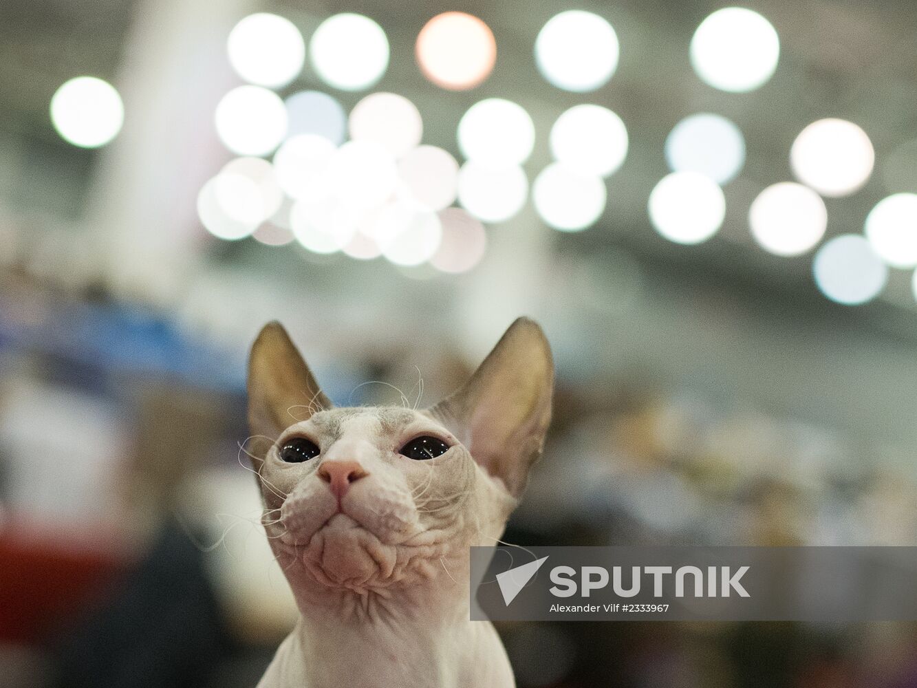 Grand Prix Royal Canin 2013 international cat show