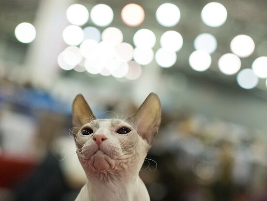 Grand Prix Royal Canin 2013 international cat show