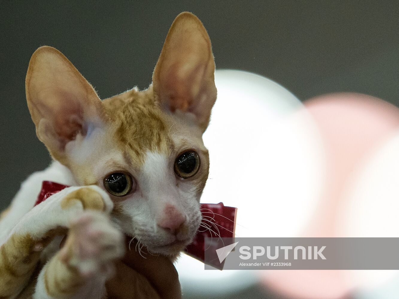 Grand Prix Royal Canin 2013 international cat show