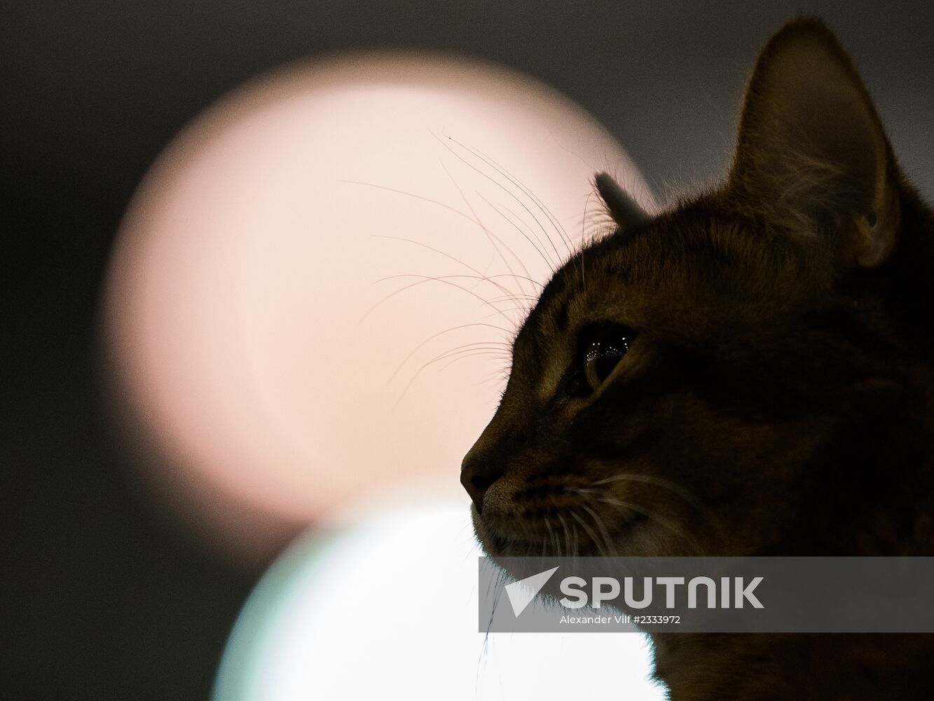 Grand Prix Royal Canin 2013 international cat show