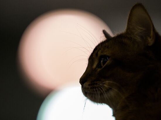 Grand Prix Royal Canin 2013 international cat show