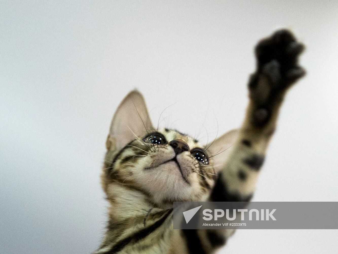 Grand Prix Royal Canin 2013 international cat show