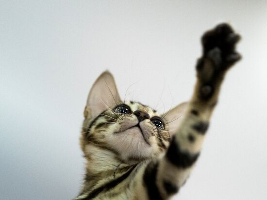 Grand Prix Royal Canin 2013 international cat show