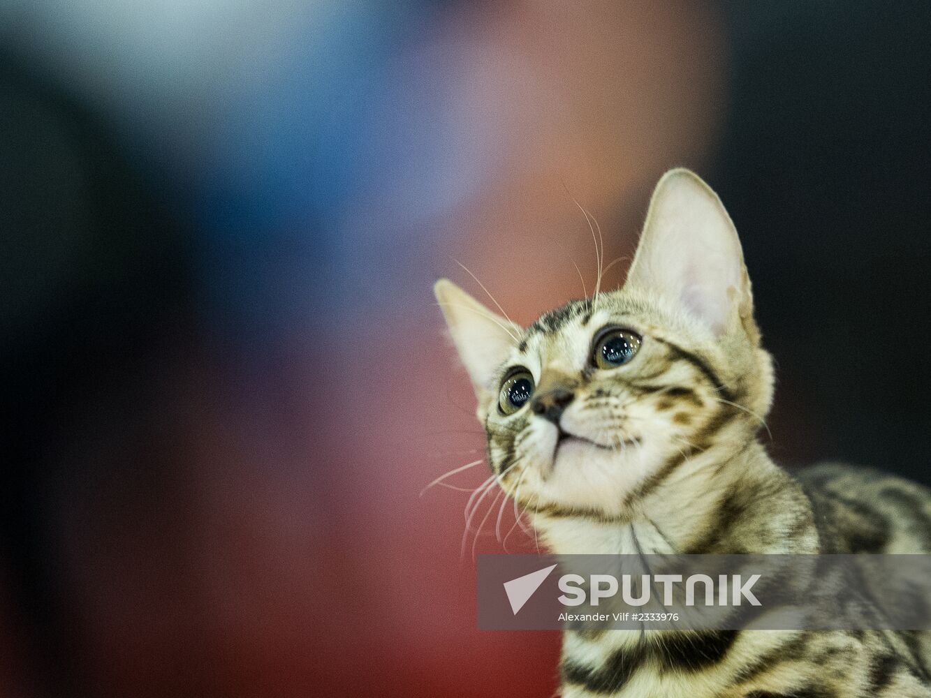 Grand Prix Royal Canin 2013 international cat show
