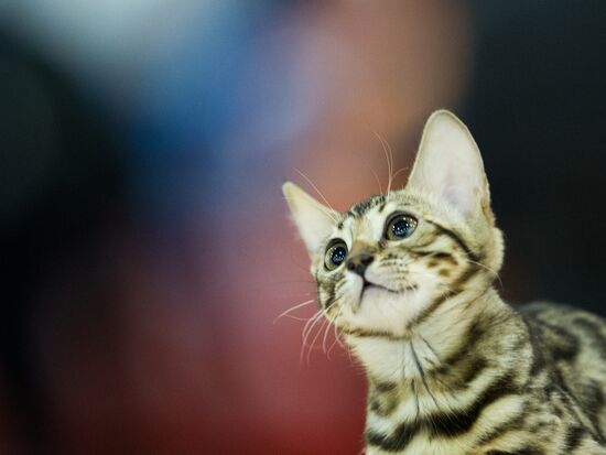 Grand Prix Royal Canin 2013 international cat show