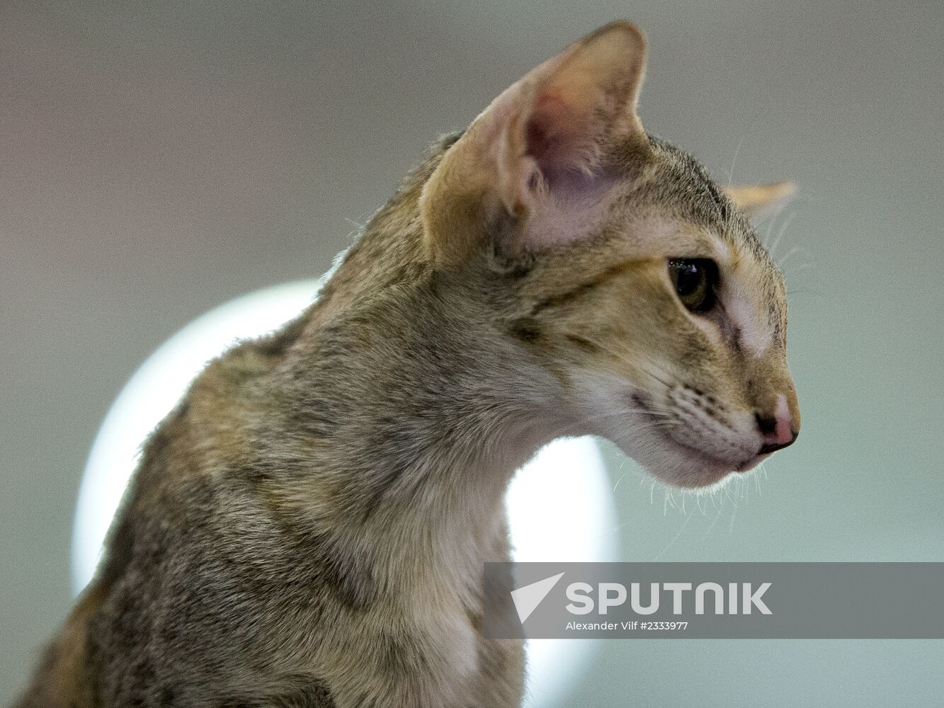 Grand Prix Royal Canin 2013 international cat show