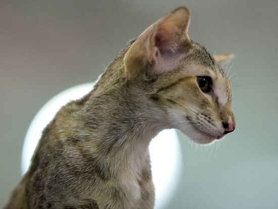 Grand Prix Royal Canin 2013 international cat show