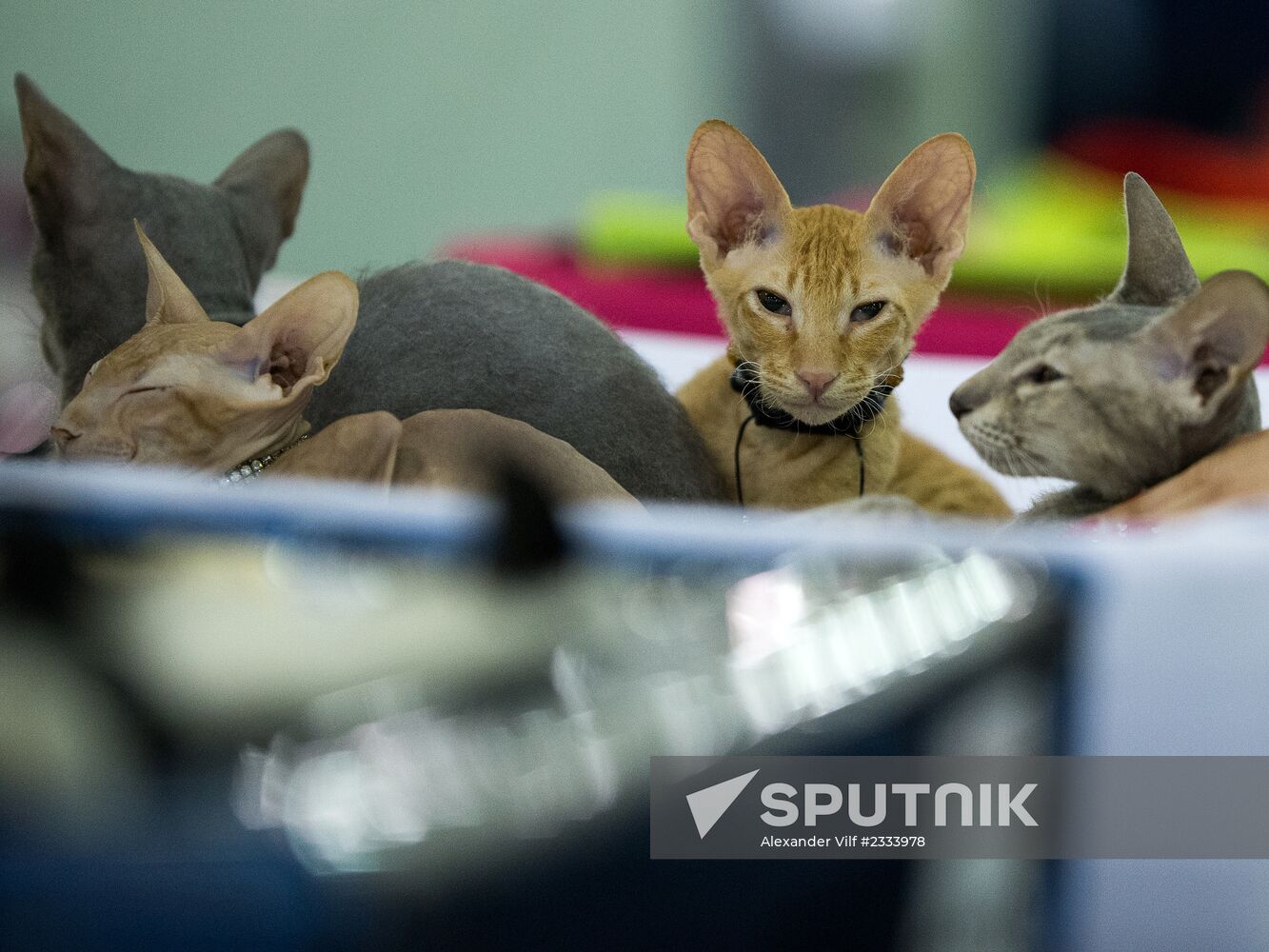 Grand Prix Royal Canin 2013 international cat show