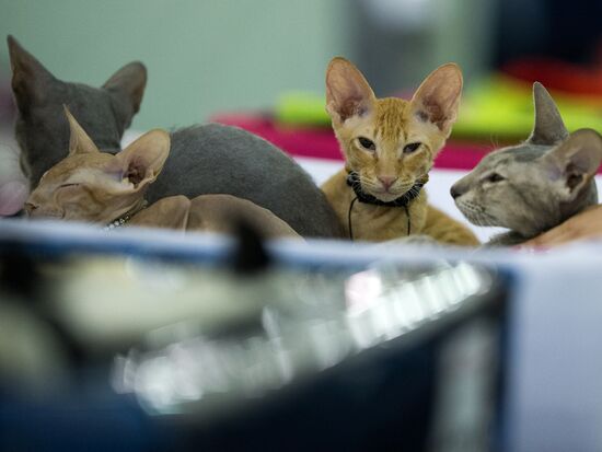 Grand Prix Royal Canin 2013 international cat show