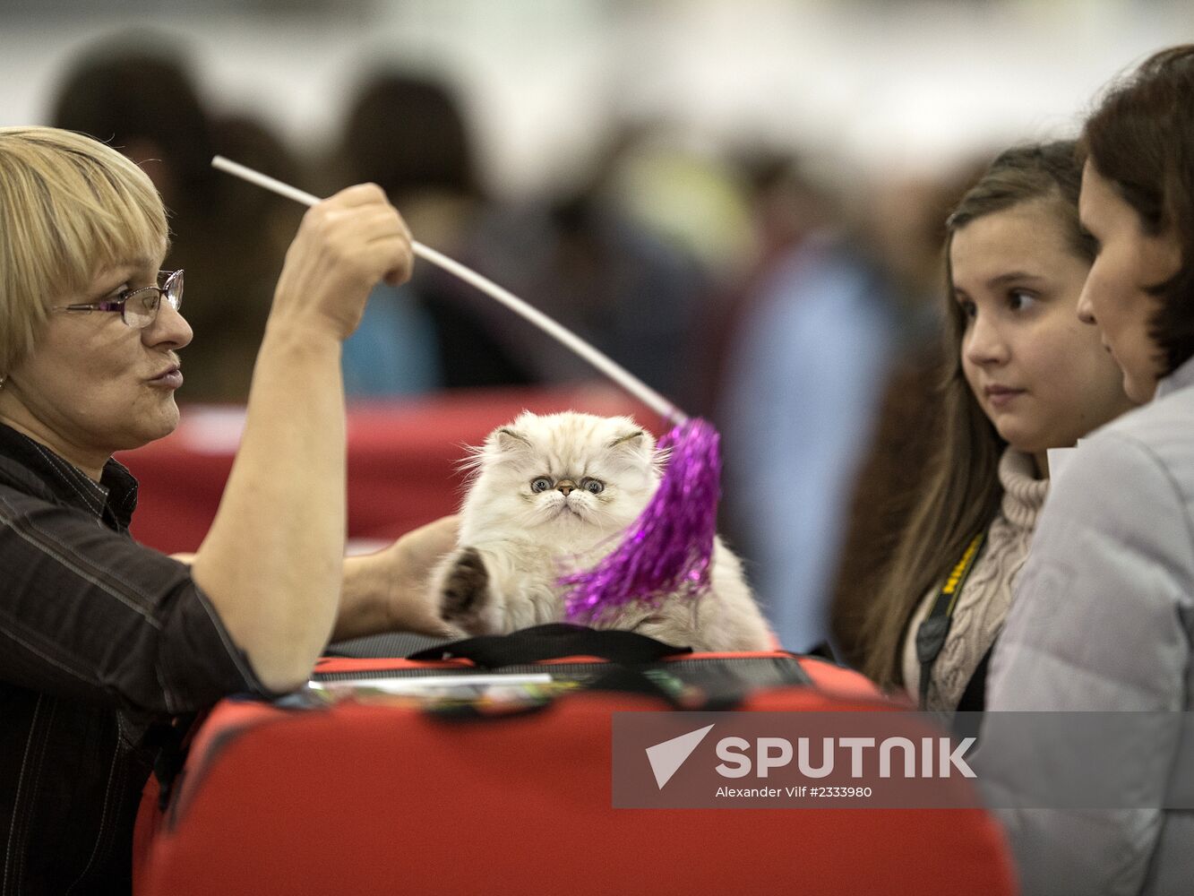 Grand Prix Royal Canin 2013 international cat show