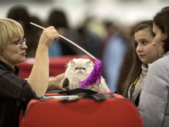 Grand Prix Royal Canin 2013 international cat show