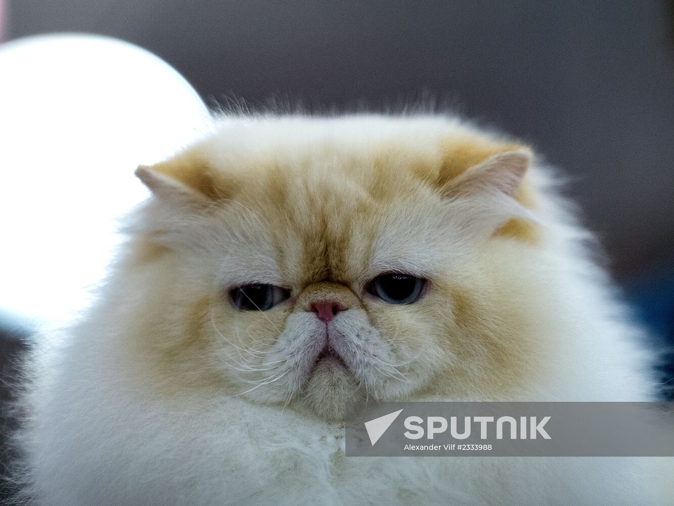 Grand Prix Royal Canin 2013 international cat show