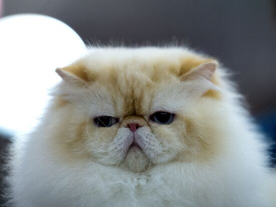 Grand Prix Royal Canin 2013 international cat show