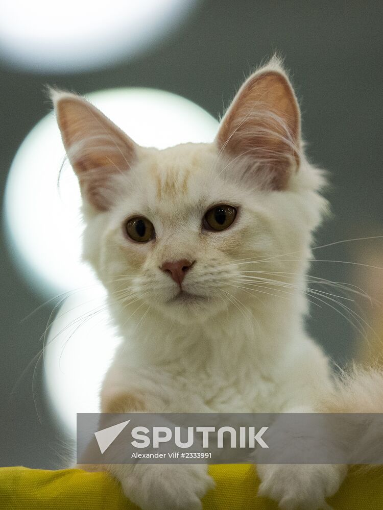 Grand Prix Royal Canin 2013 international cat show
