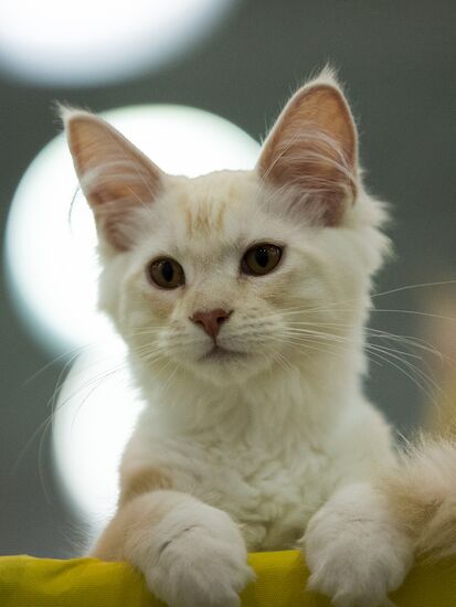 Grand Prix Royal Canin 2013 international cat show