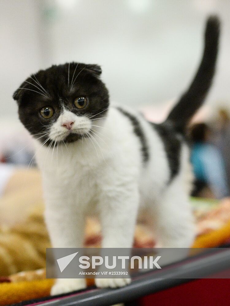 Grand Prix Royal Canin 2013 international cat show