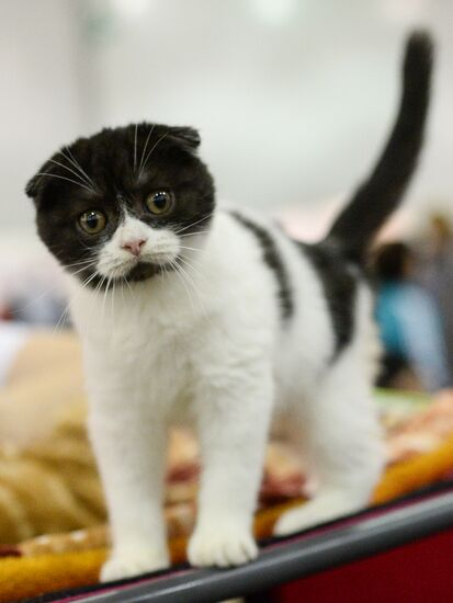 Grand Prix Royal Canin 2013 international cat show
