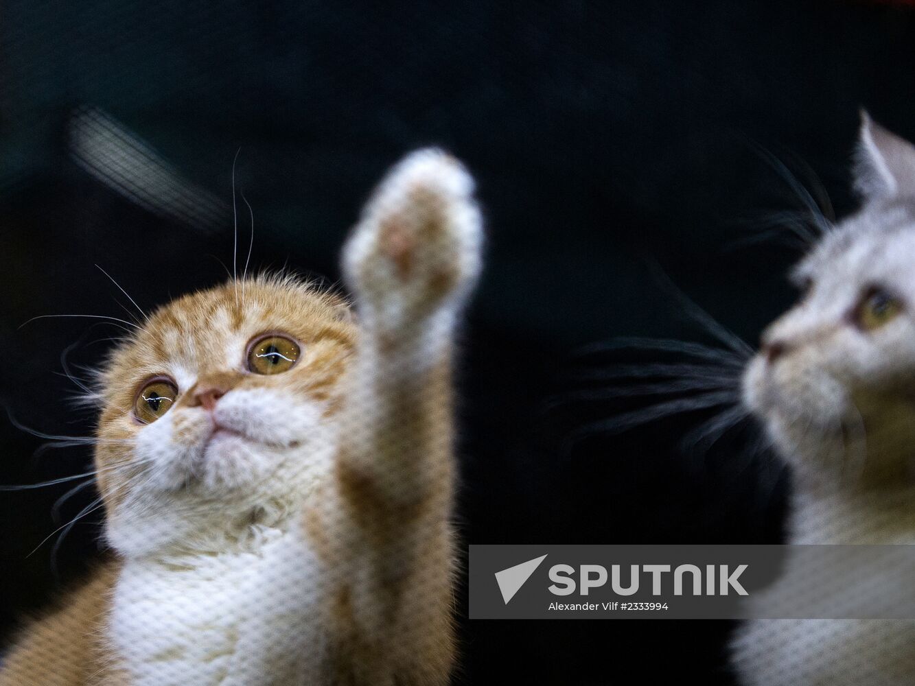 Grand Prix Royal Canin 2013 international cat show