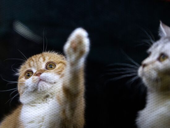 Grand Prix Royal Canin 2013 international cat show