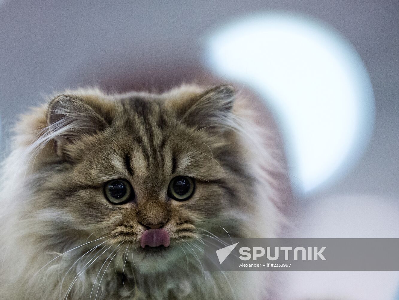 Grand Prix Royal Canin 2013 international cat show