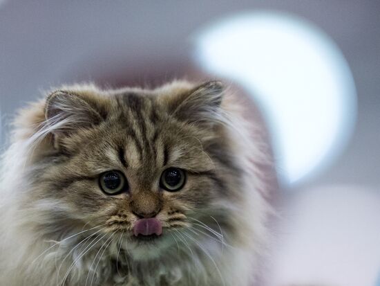Grand Prix Royal Canin 2013 international cat show