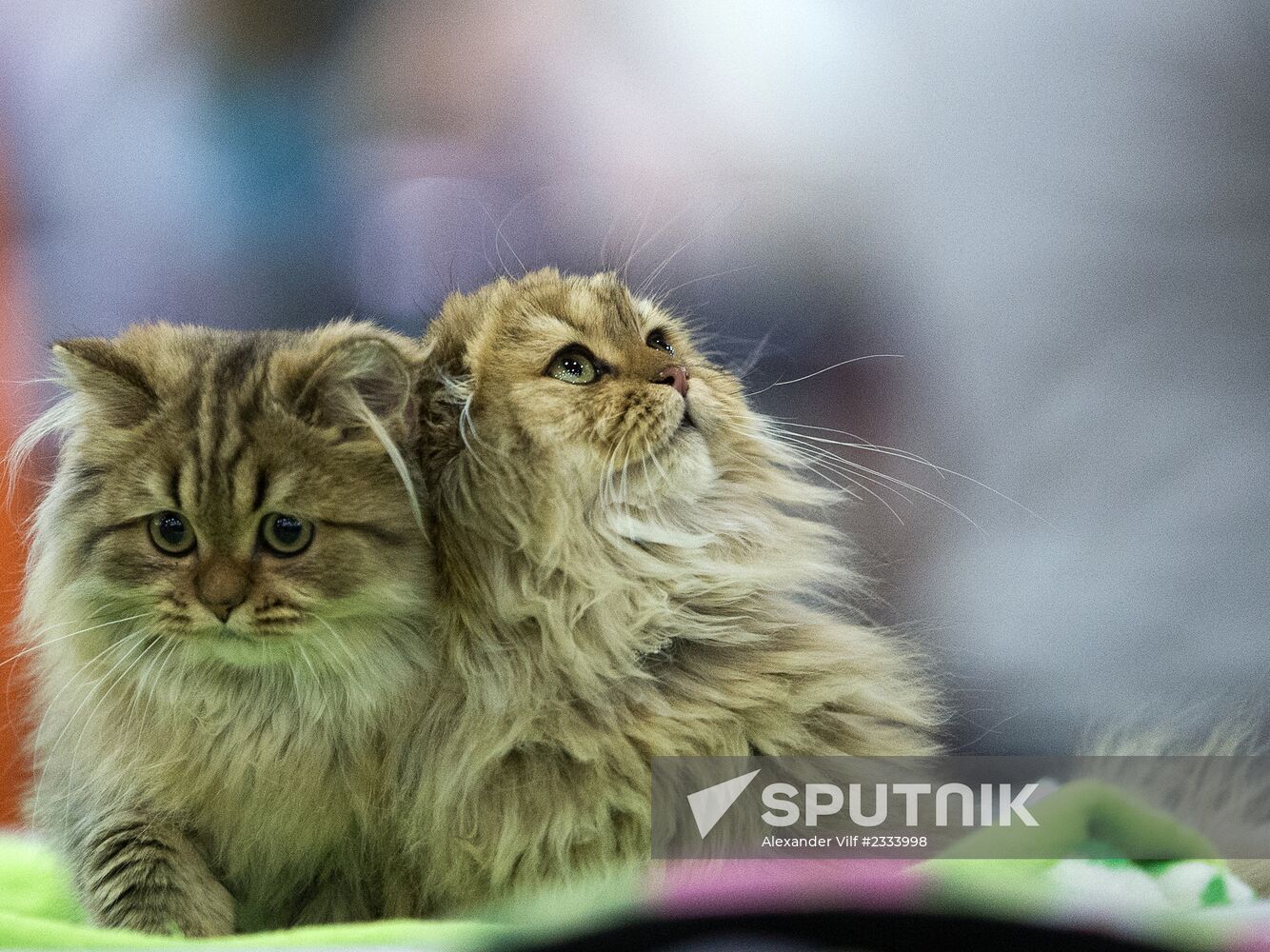 Grand Prix Royal Canin 2013 international cat show