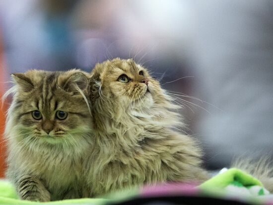 Grand Prix Royal Canin 2013 international cat show