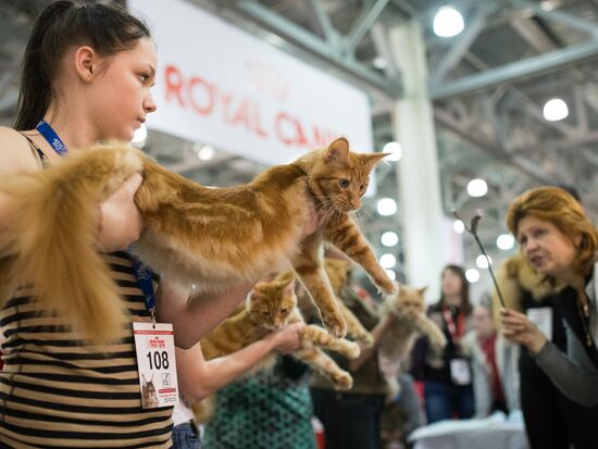 Grand Prix Royal Canin 2013 international cat show