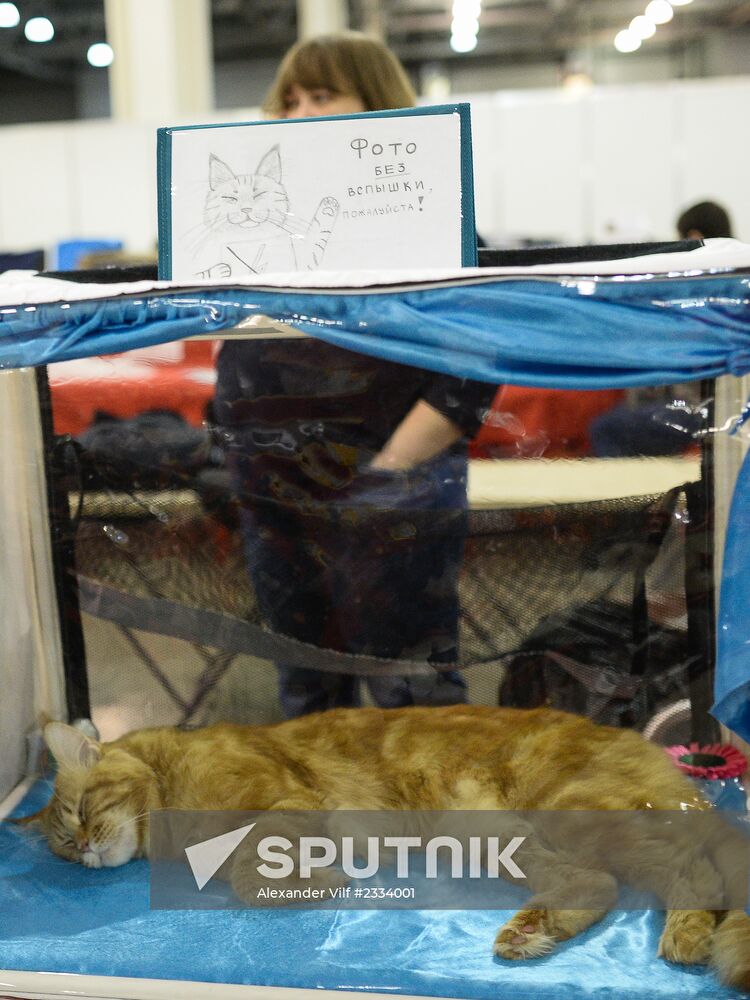Grand Prix Royal Canin 2013 international cat show