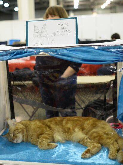 Grand Prix Royal Canin 2013 international cat show
