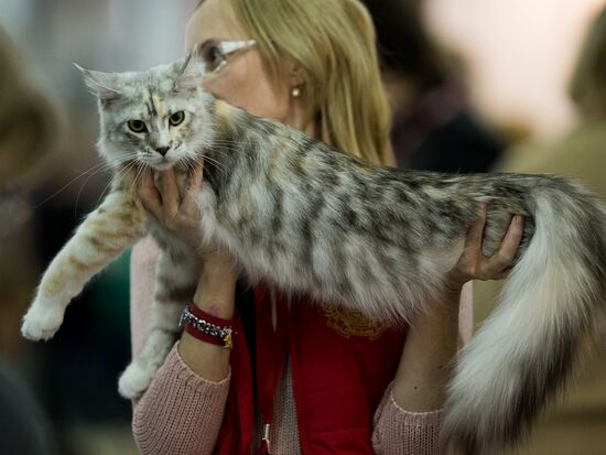 Grand Prix Royal Canin 2013 international cat show