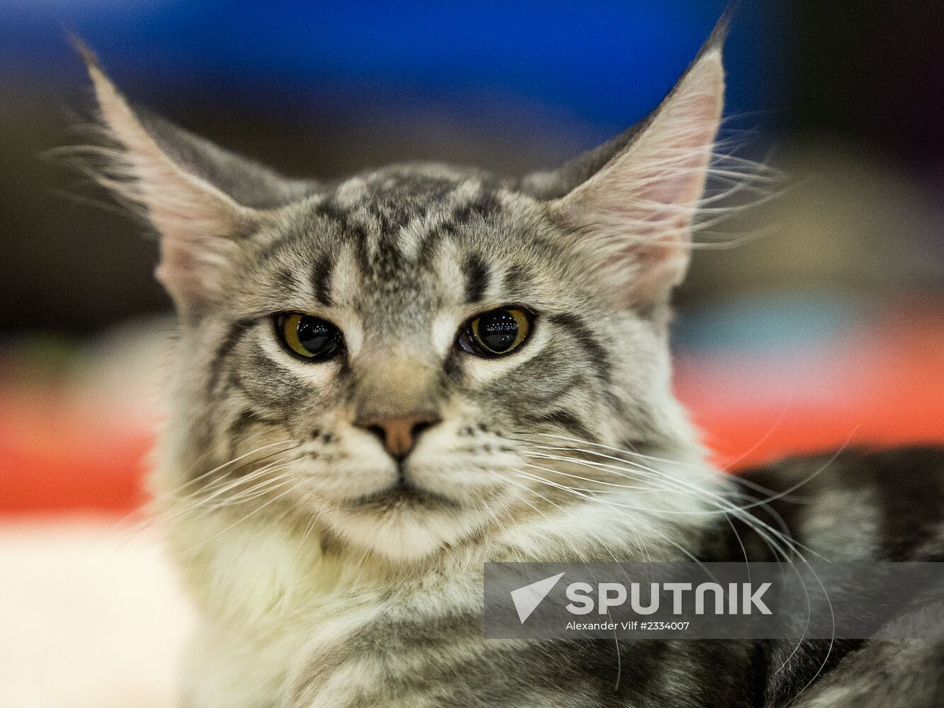 Grand Prix Royal Canin 2013 international cat show