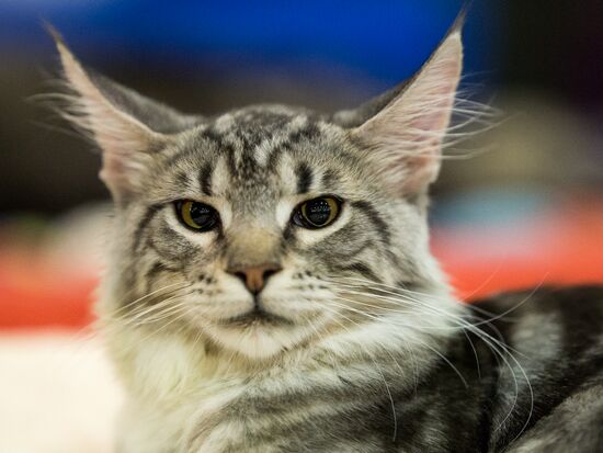 Grand Prix Royal Canin 2013 international cat show