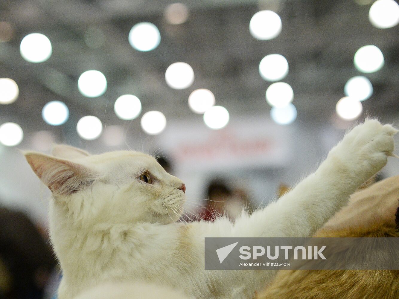 Grand Prix Royal Canin 2013 international cat show